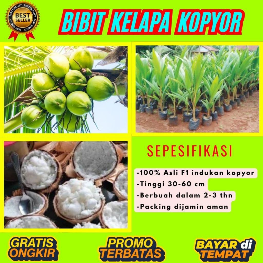 LANGSUNG DARI INDUKAN  Bibit Kelapa Kopyor Asli