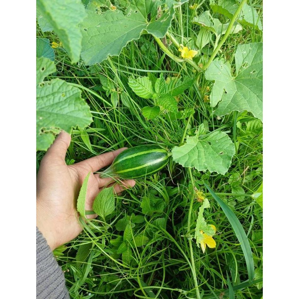 COD AJA - Bibit Timun Krai