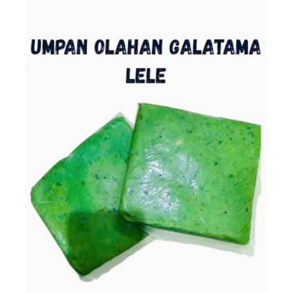 Umpan Olahan Daging Biawak Untuk Galatama Lele
