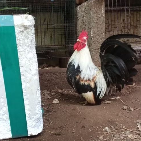 ayam Kate jalak Mataraman jantan