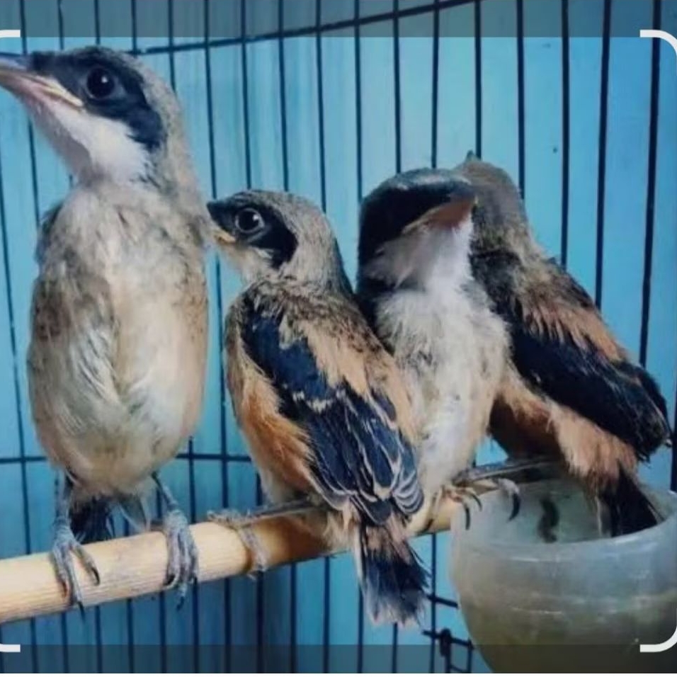 Burung pentet anak jatim satuan
