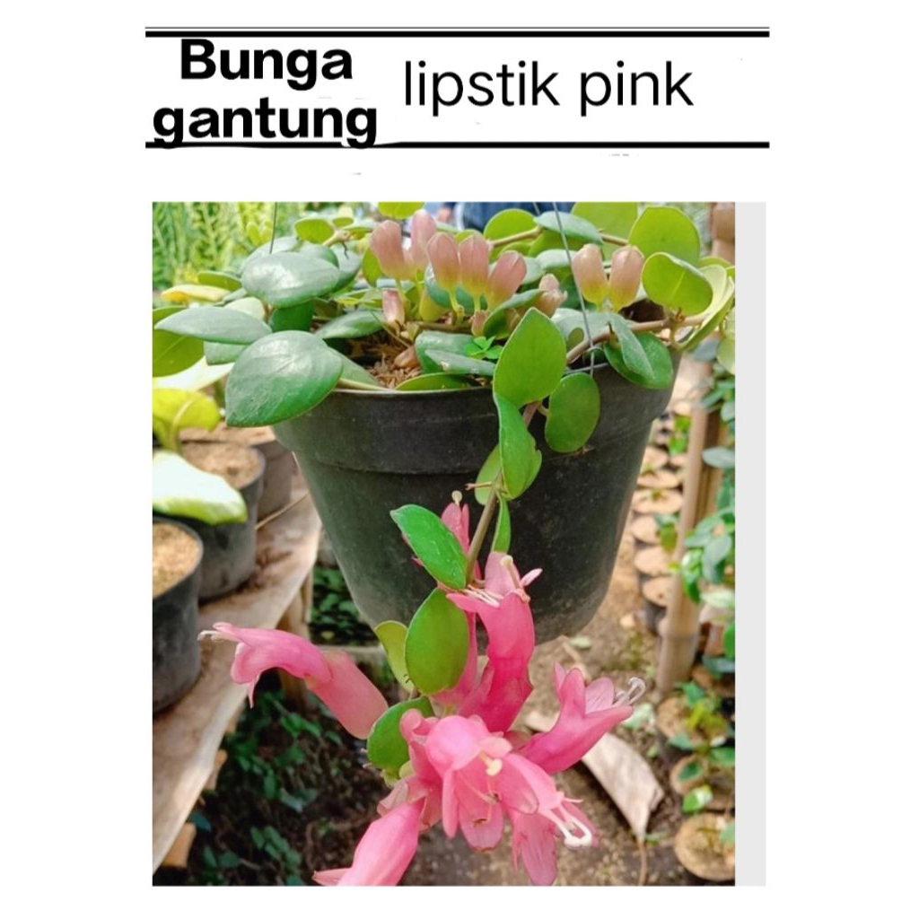 tanaman gantung lipstik pink