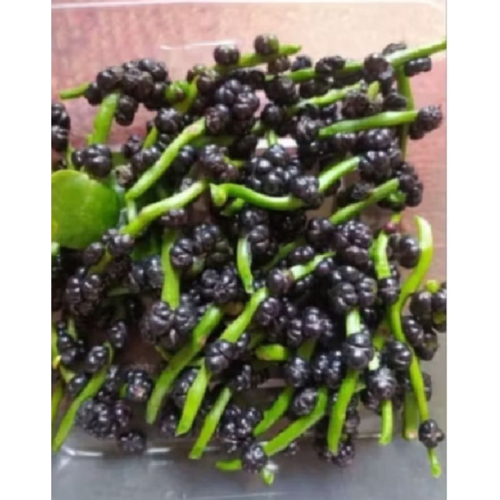 BUAH ANGKUNG SEGAR 200biji + BONUS