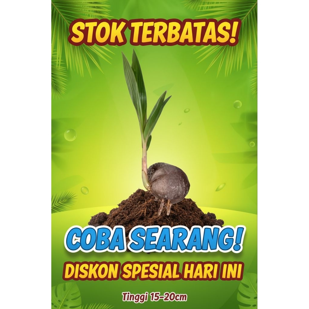 PROMO  Bibit Kelapa Kopyor, Bibit Kelapa Kopyor Asli, Bibit Kelapa Kopyor Bersertifikat