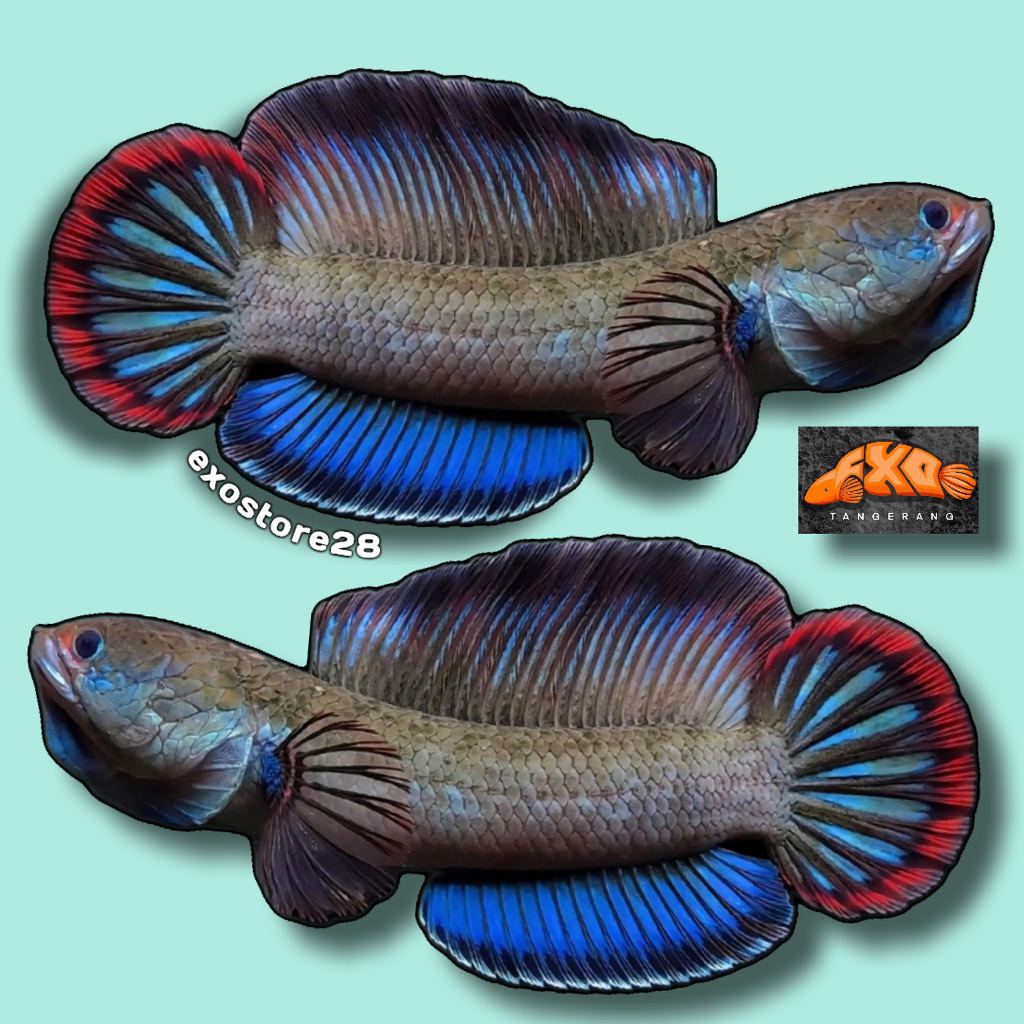 Channa Blue Bengal Kualitas Grade A Plus Free Pelet dan Sticker