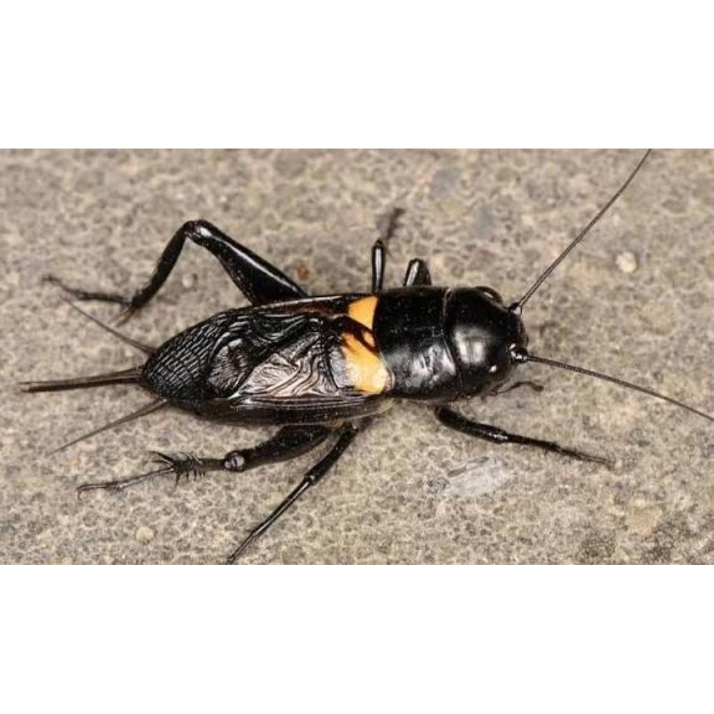 Jangkrik alam/liar jangkrik aduan/masteran