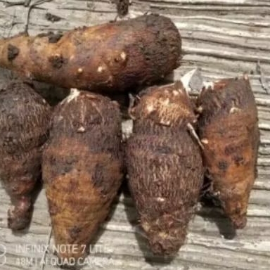 new jual ubi talas gajah berat 1 kilo bersih