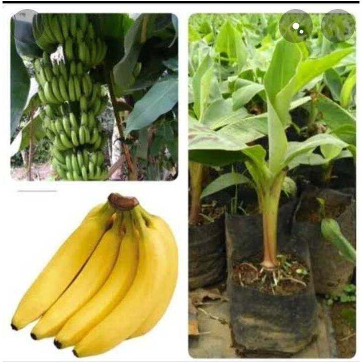 Bibit Pohon Pisang sunpride unggul - Pisang cavendish sunpride -Tanaman pohon pisang cavendish super