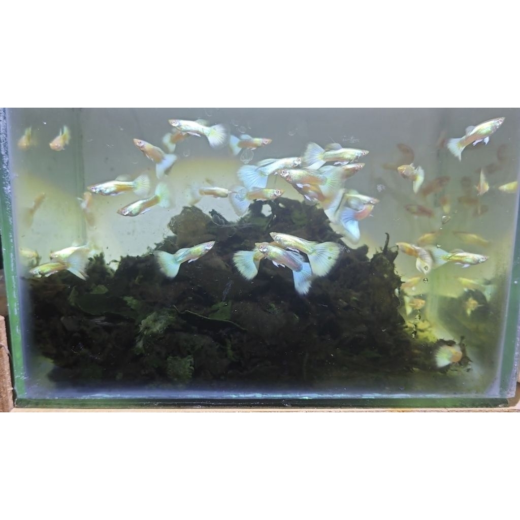 Guppy Albino Full Platinum