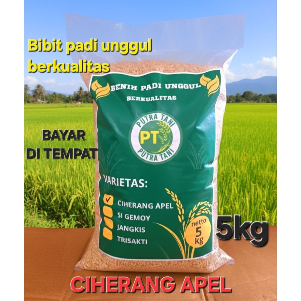 Benih padi unggul berkualitas Ciherang apel bibit padi premium (KEMASAN 5KG)