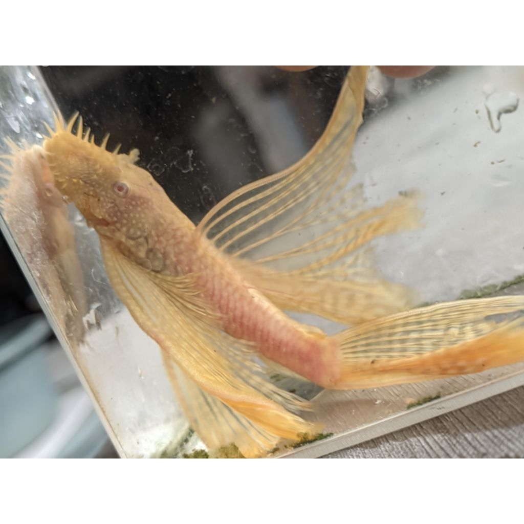 pleco albino brasmouth sleyer aksesoris aquarium