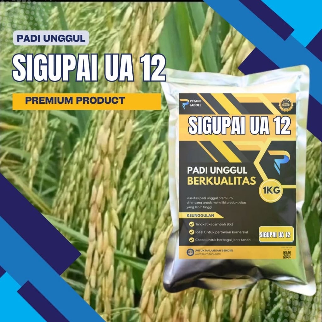 binih padi sigupai ua12