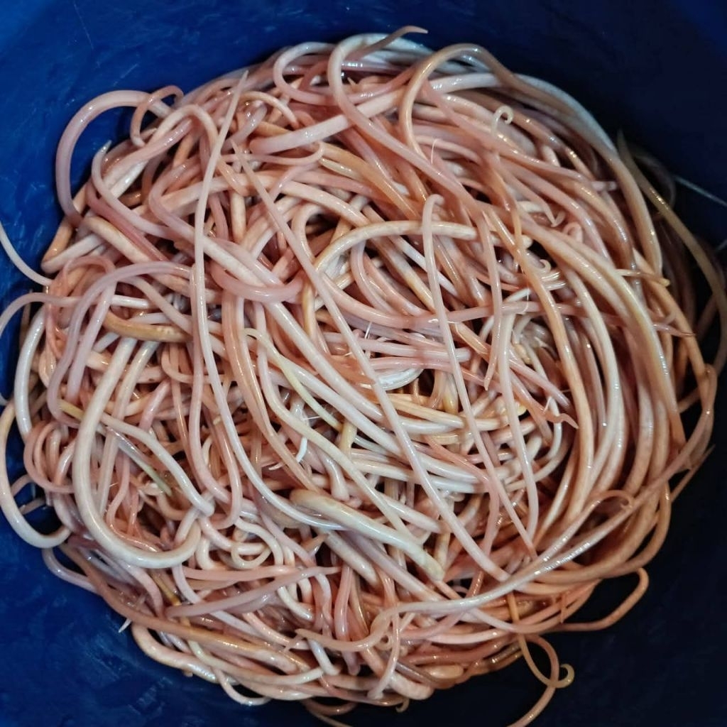 cacing tulang umpan gacor gt lele