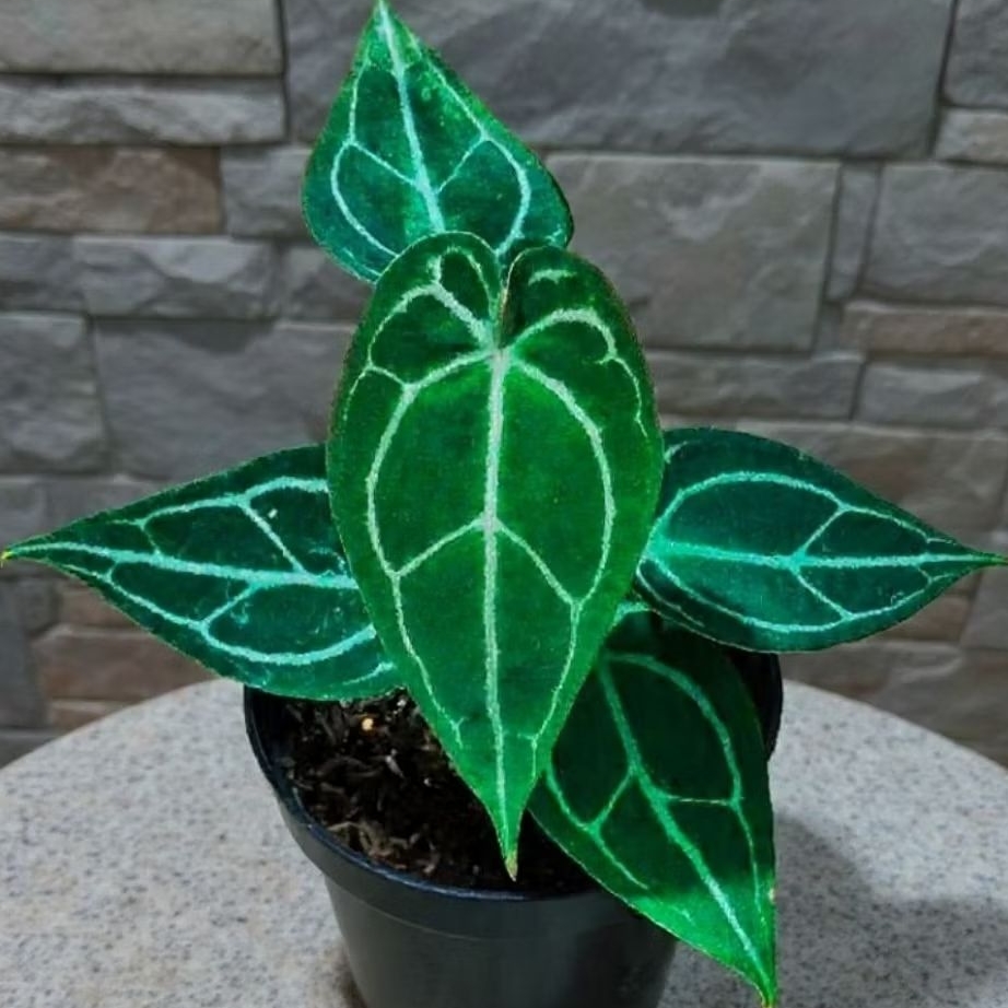 Anthurium Minahasa x Forgetii