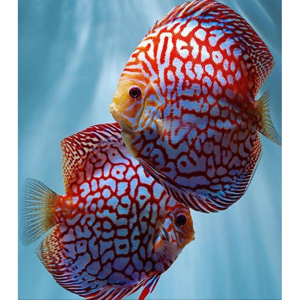 Discus Pair Random Hasan Auarium