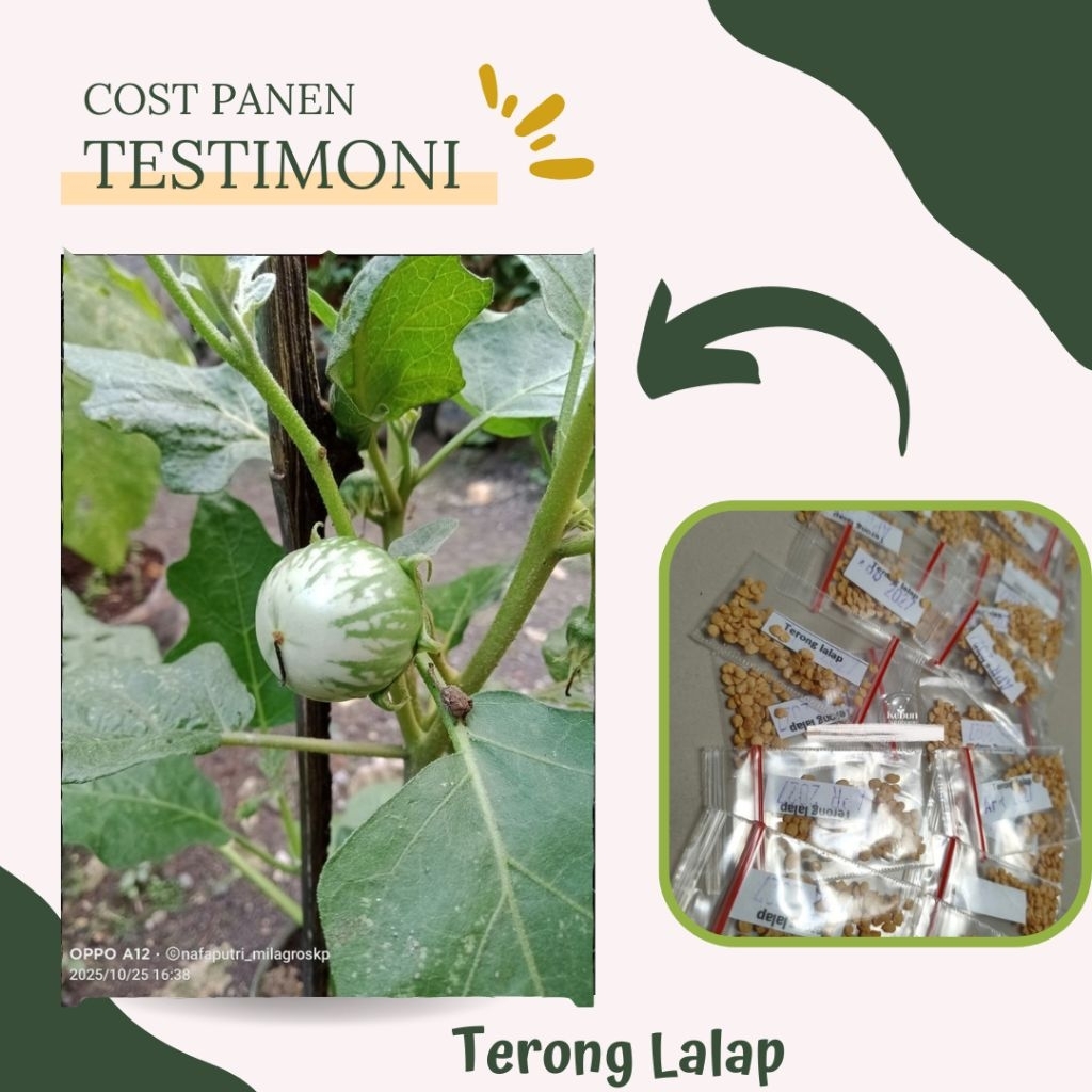 TERONG LALAP KENARI BINTANG ASIA