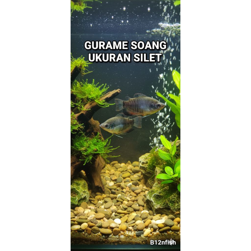 gurame soang ukuran silet-bibit gurame soang sehat dan gesit
