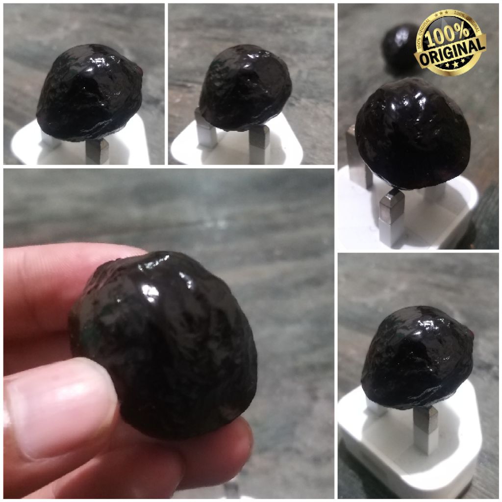 Muncang kemiri Jenis aduan Jalim