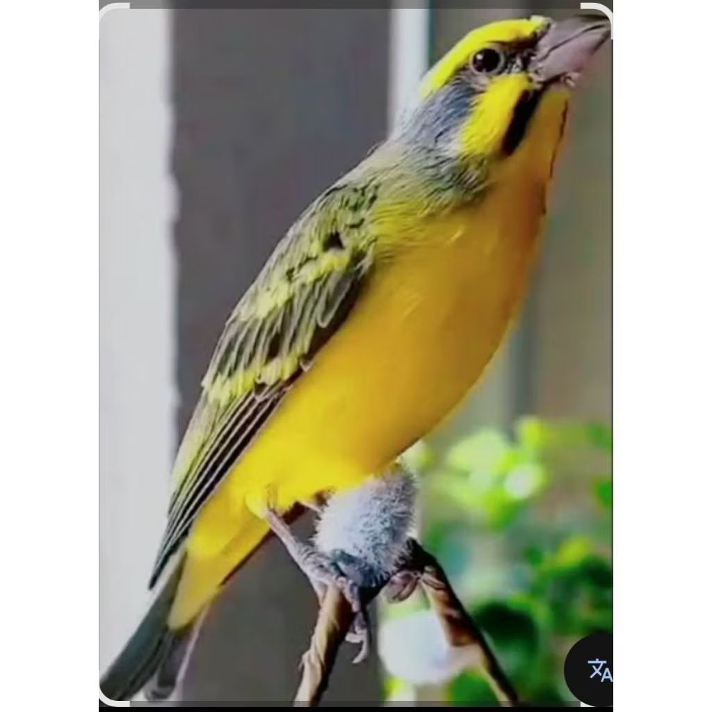 Burung Mozambik jantan