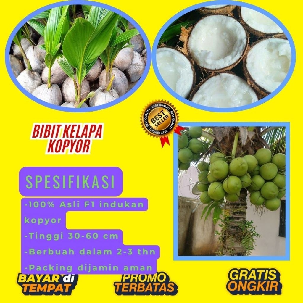 KUALITAS UNGGULAN  Bibit Kelapa Kopyor Madu, Bibit Kelapa Kopyor Super, Bibit Kelapa Kopyor Terdekat