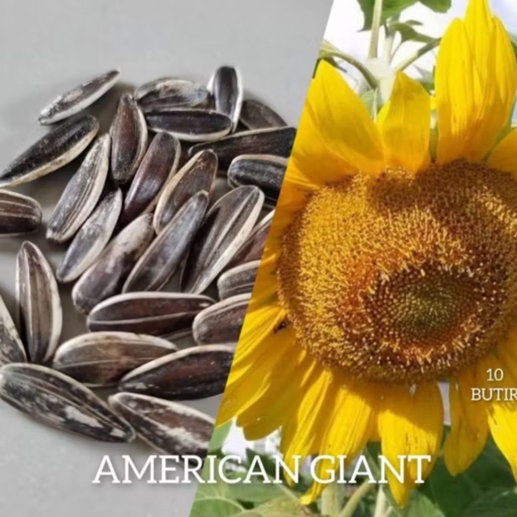 10 benih biji bunga matahari jumbo