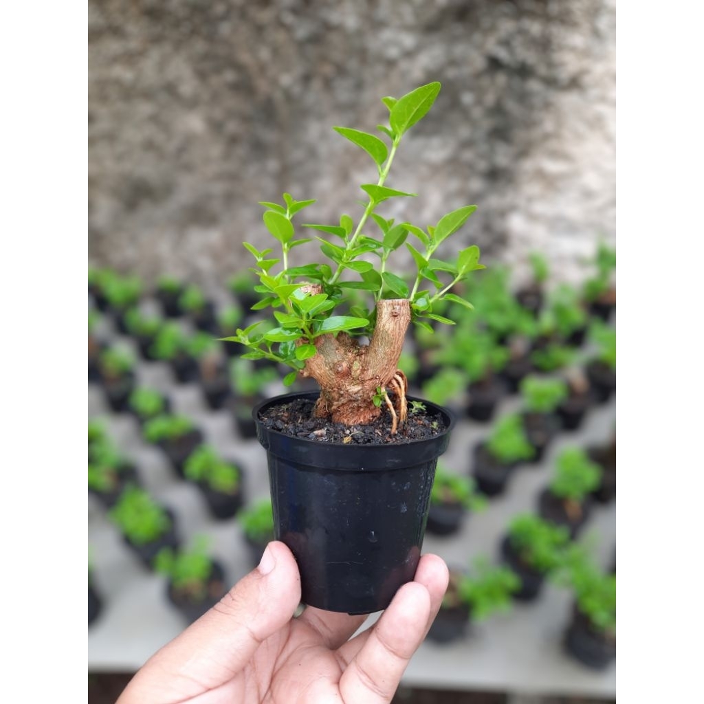 Bonsai Sancang Mini Mame Shito 10cm Pot Plastik.