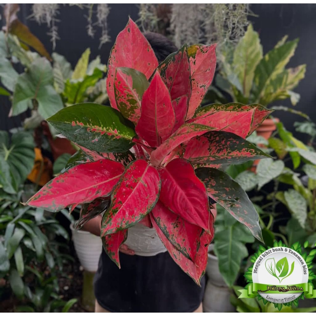 AGLONEMA RED KOCIN cantik ukuran remaja.
