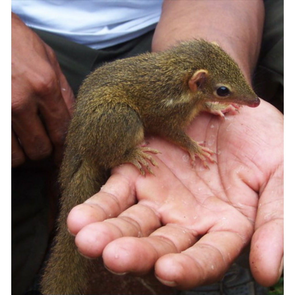 Anakan Tupai Kekes/Bajing Kekes Untuk Mainan Anak Atau Penghobi Hewan Dijamin Sehat