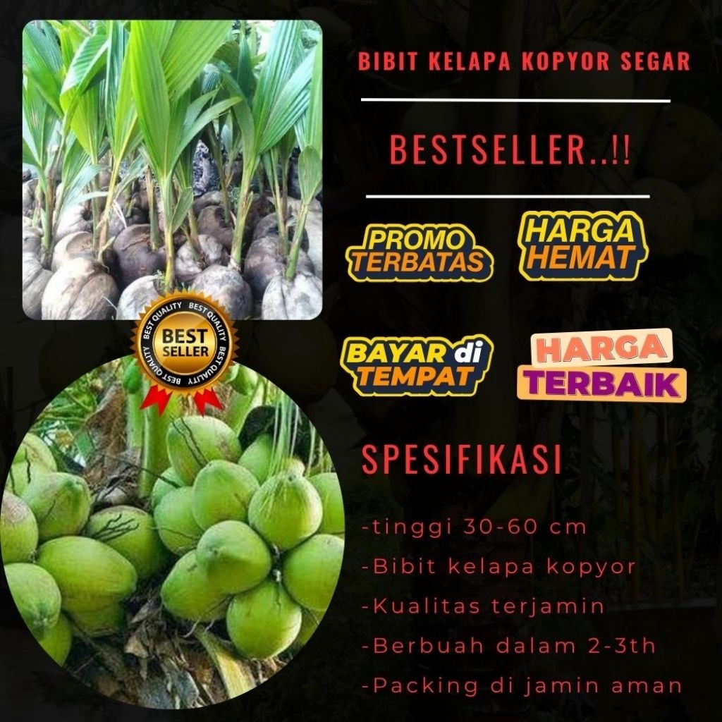 KUALITAS UNGGULAN  Bibit Kelapa Kopyor Madu, Bibit Kelapa Kopyor Super, Bibit Kelapa Kopyor Terdekat