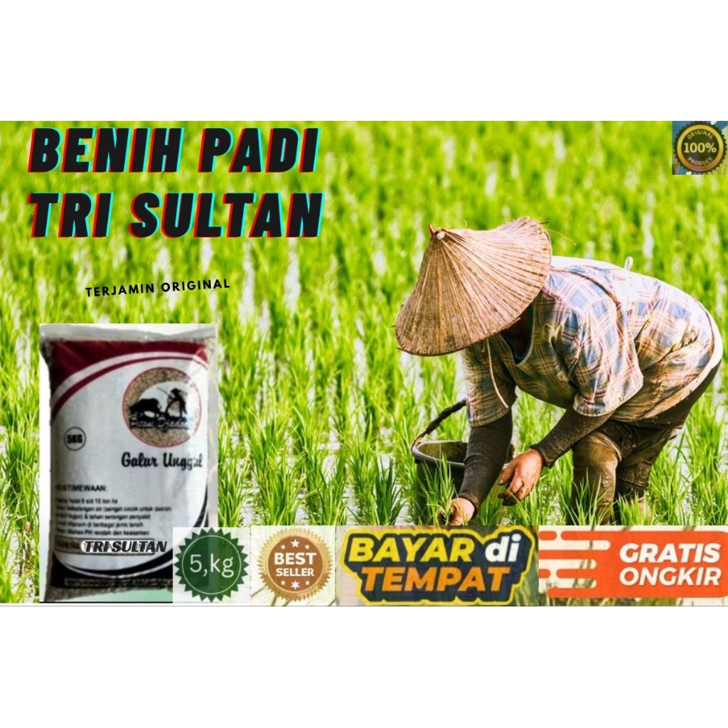 BENIH PADI TRI SULTAN KEMASAN 5,KG BENIH PADI KUALITAS GENJAH