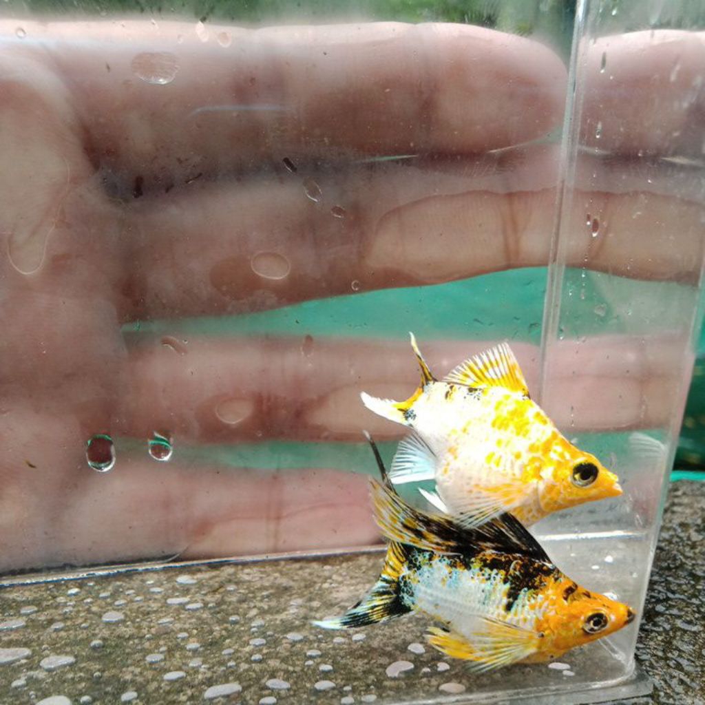 molly balon lemon ninja lyretail