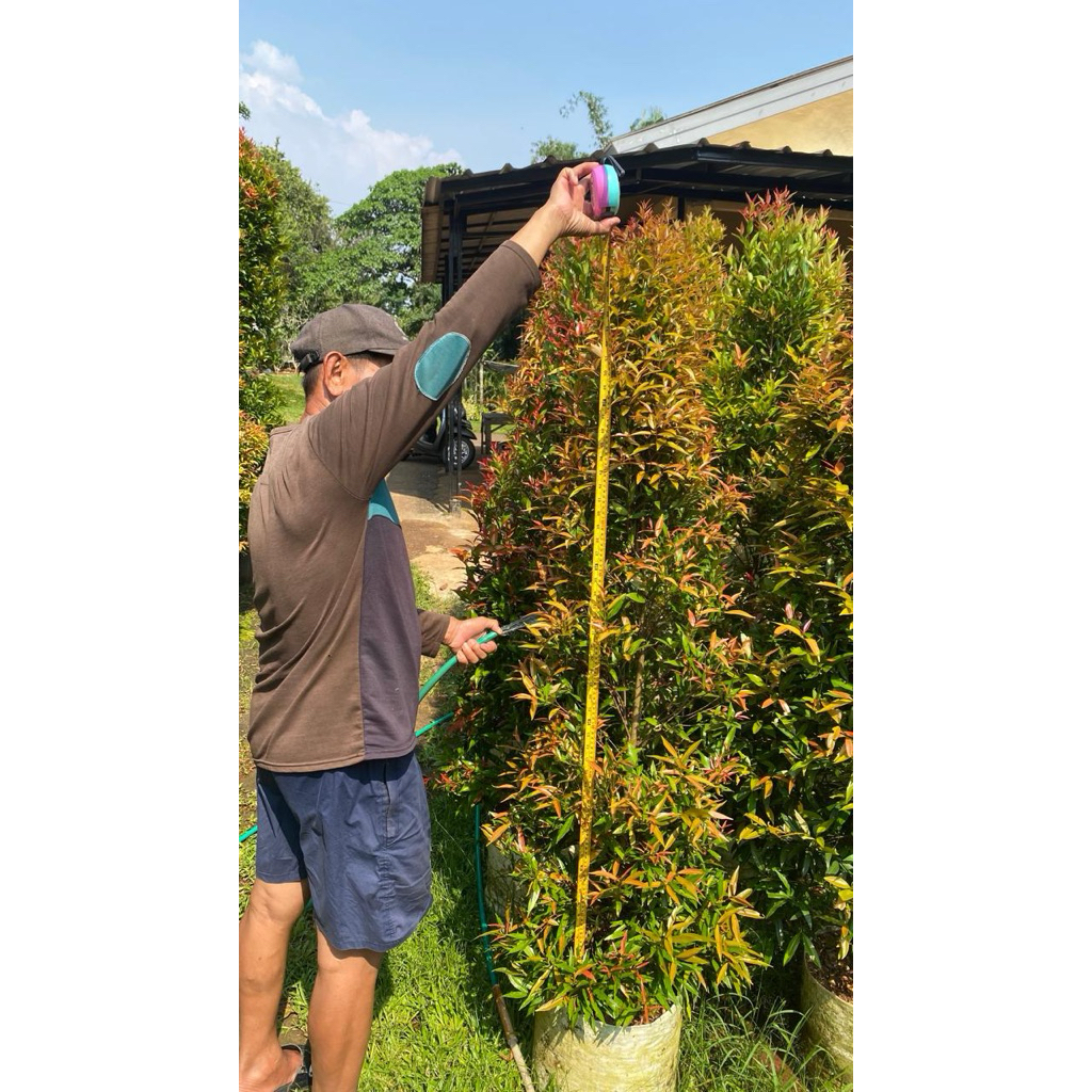 Pucuk merah tinggi 1,5 meter