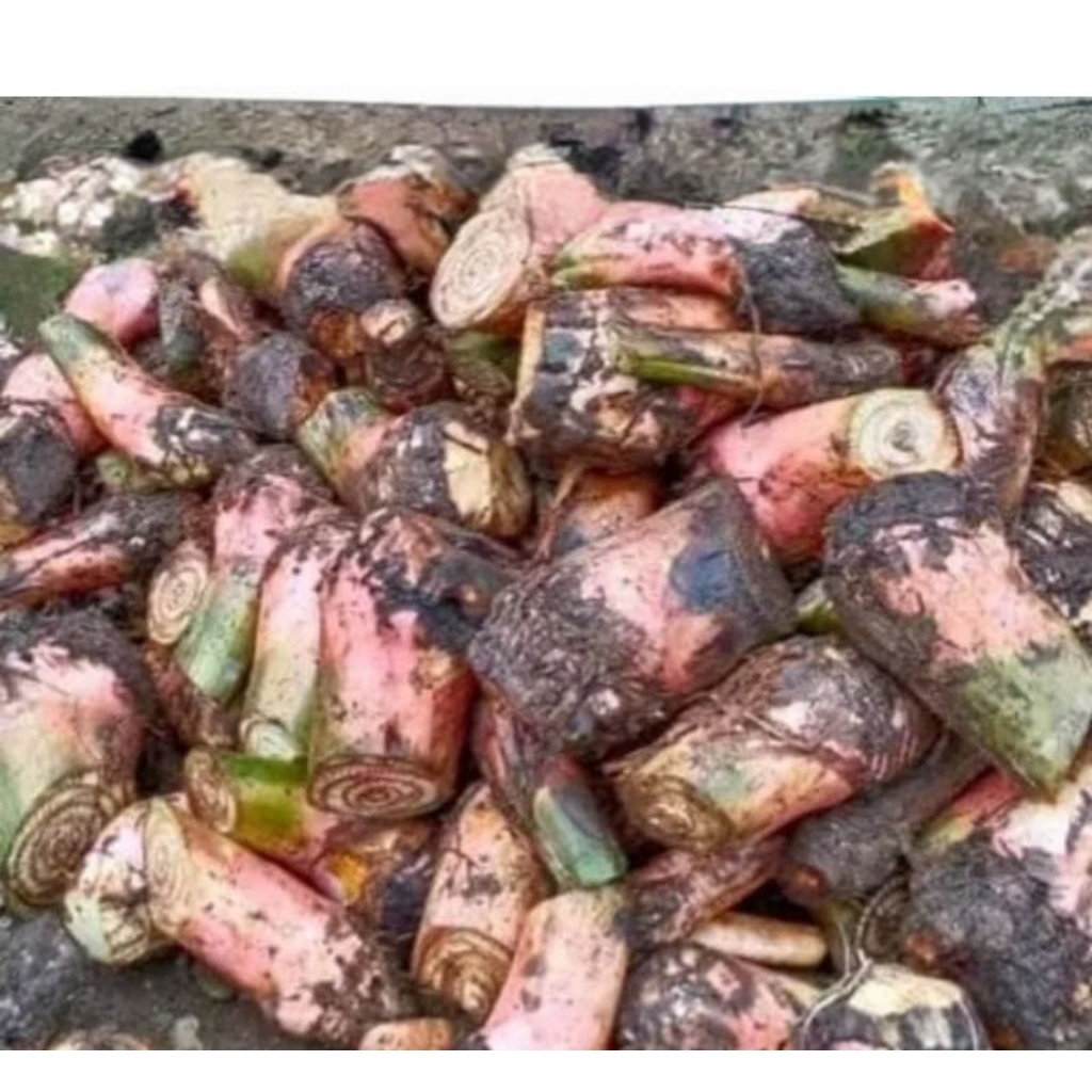 bibit bonggol pisang cavendish viha 17