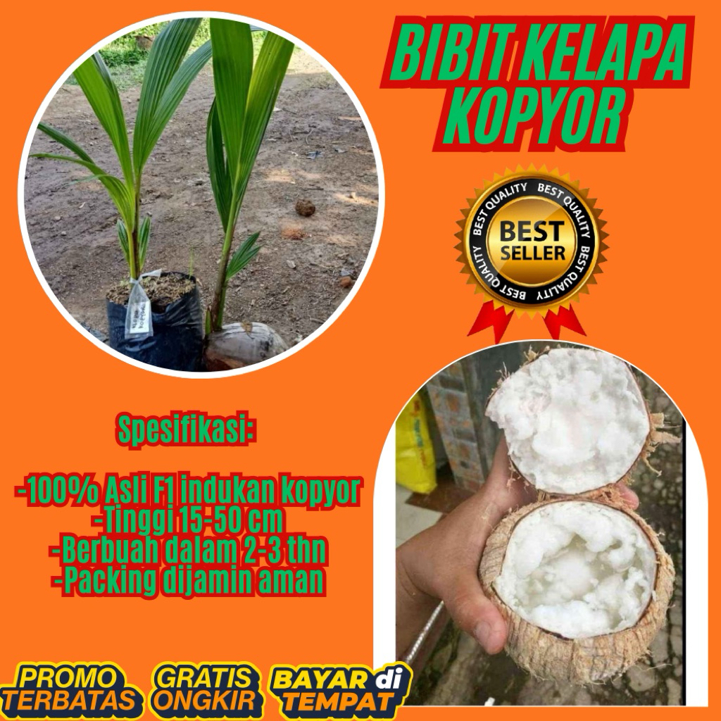 DIJAMIN ASLI  Pohon Kelapa Kopyor Kultur Jaringan, Pohon Kelapa Kopyor Madu