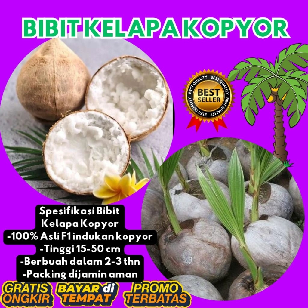 PROMO  Bibit Kelapa Kopyor, Bibit Kelapa Kopyor Asli, Bibit Kelapa Kopyor Bersertifikat