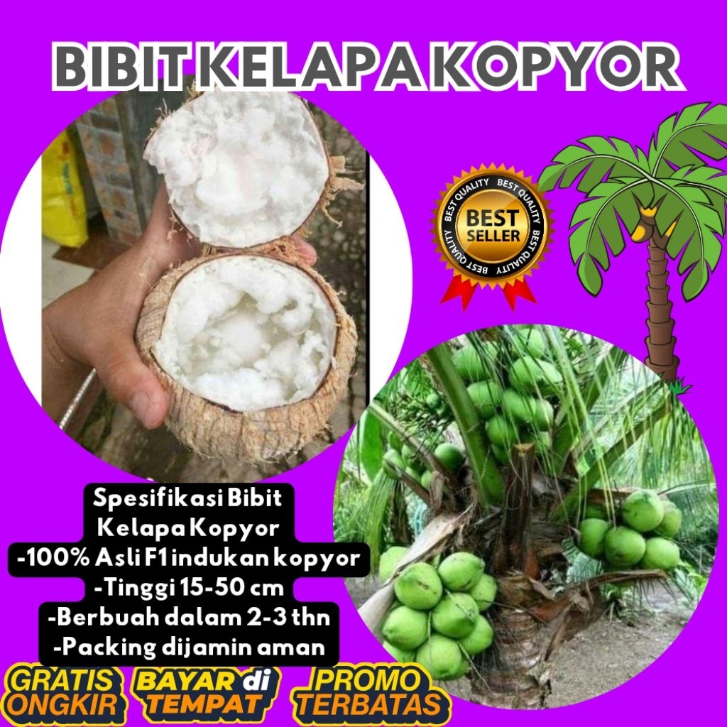 POHON PENDEK  Bibit Kelapa Kopyor Harga, Bibit Kelapa Kopyor Jelly, Bibit Kelapa Kopyor Jelly Thaila