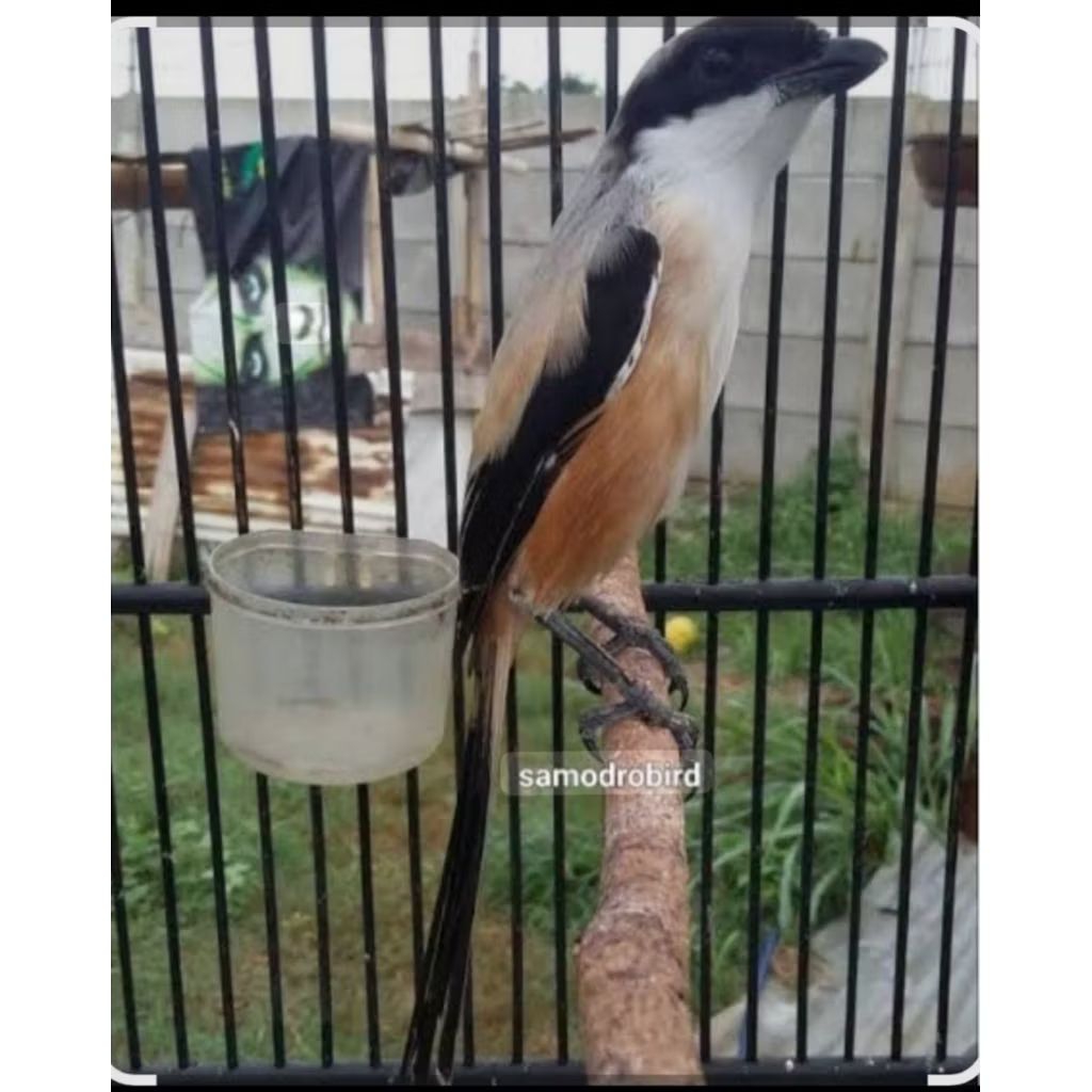 PENTET CENDET JATIM JANTAN PILIHAN