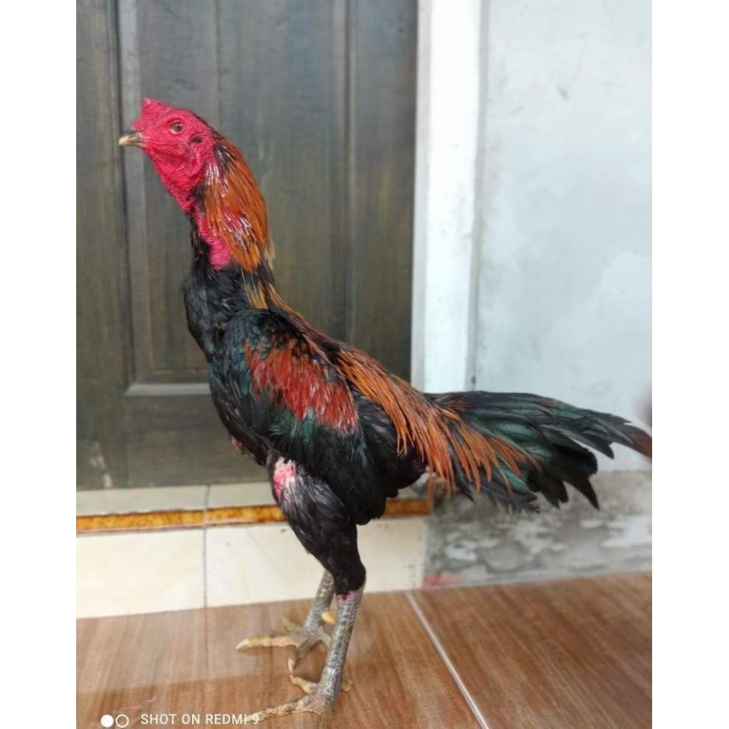 Telur ayam jenis koyngon