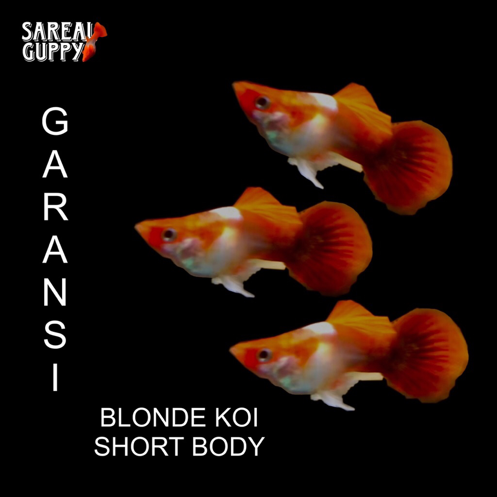 Kardus Packing - Guppy Blonde Koi Short Body