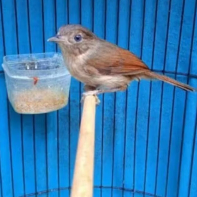 BURUNG FLAMBOYAN JANTAN RAJIN