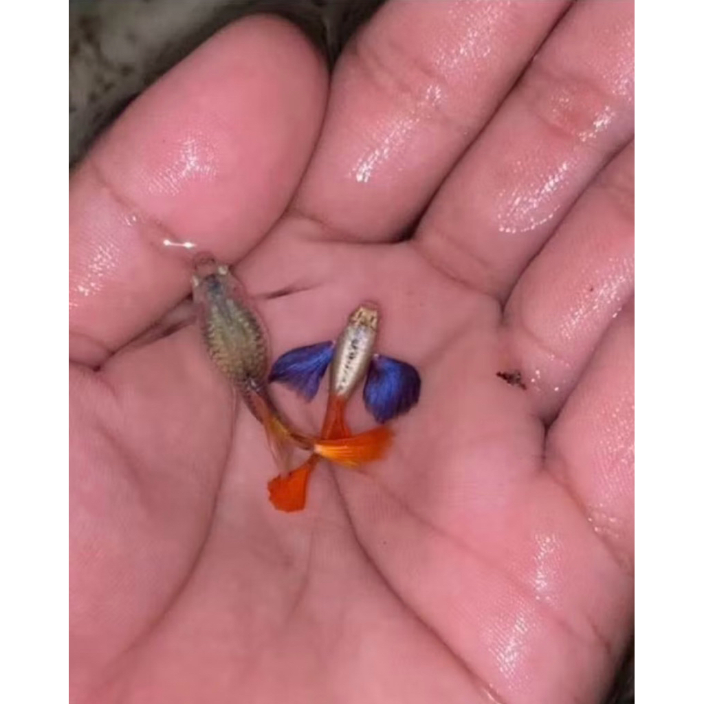 IKAN GUPPY PRTDE NORMAL sepasang/pair
