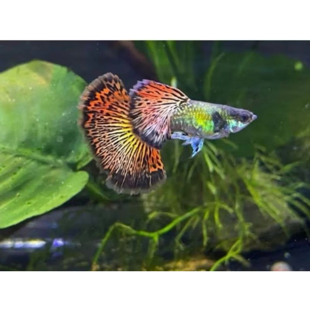 IKAN GUPPY RED DRAGON sepasang/pair