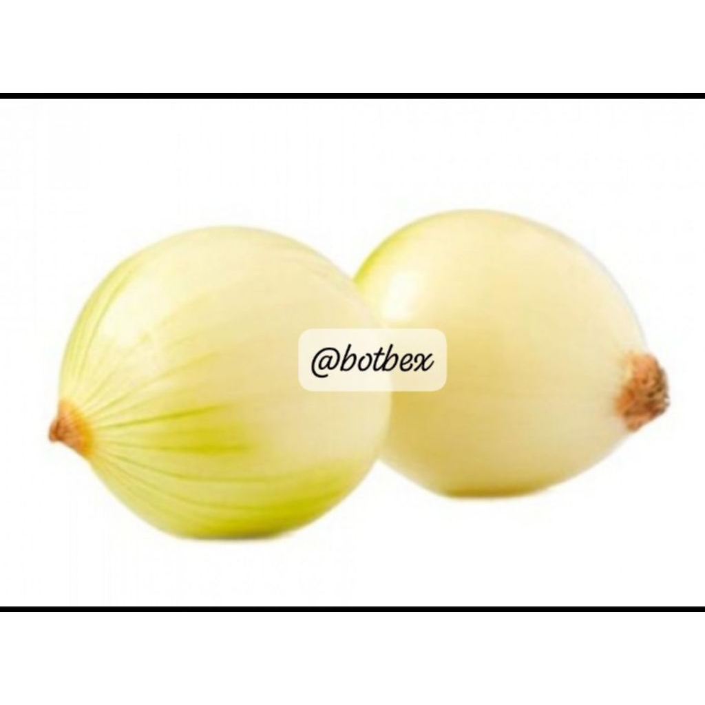 bawang Bombay kupas | Bawang Bombay Murah | Bawang Bombay wangi