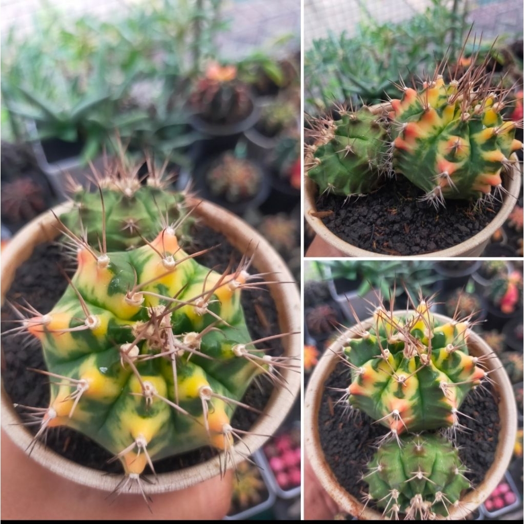 Gymno Miha Hybrid Variegata Double Head