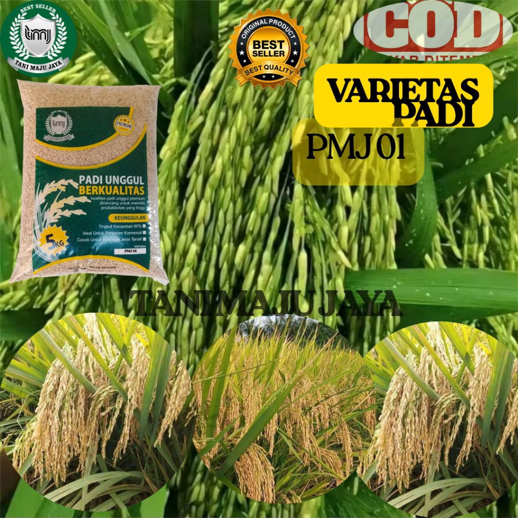 BIBIT PADI BENIH PADI VARIETAS PMJ 01 KEMASAN 5KG