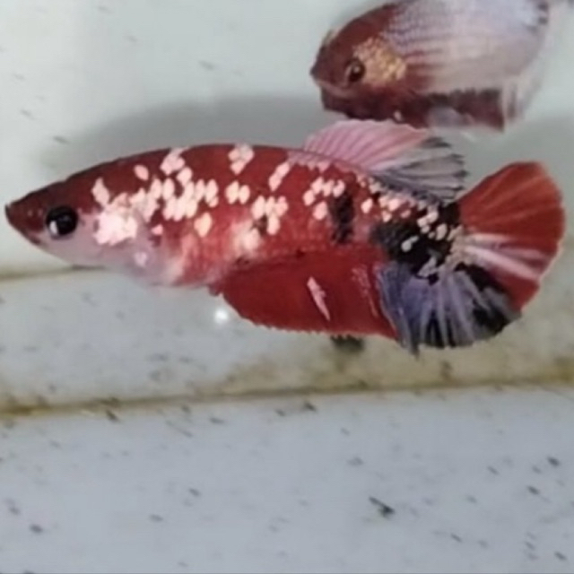 red koi copper female cupang bagus |Cupang warna Merah