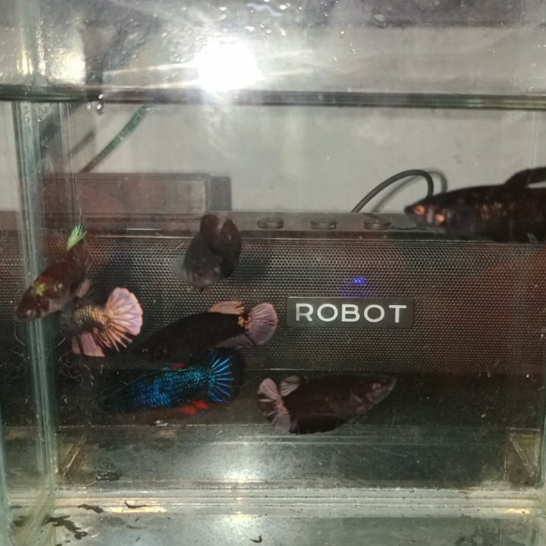 Female Avatar Gordon/Cooper Betina Avatar