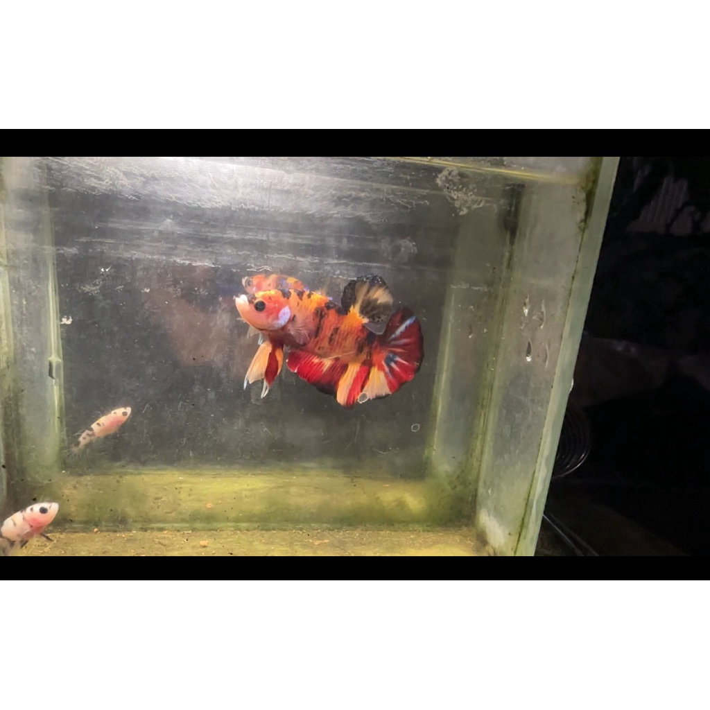 cupang giant multy male bo 4up