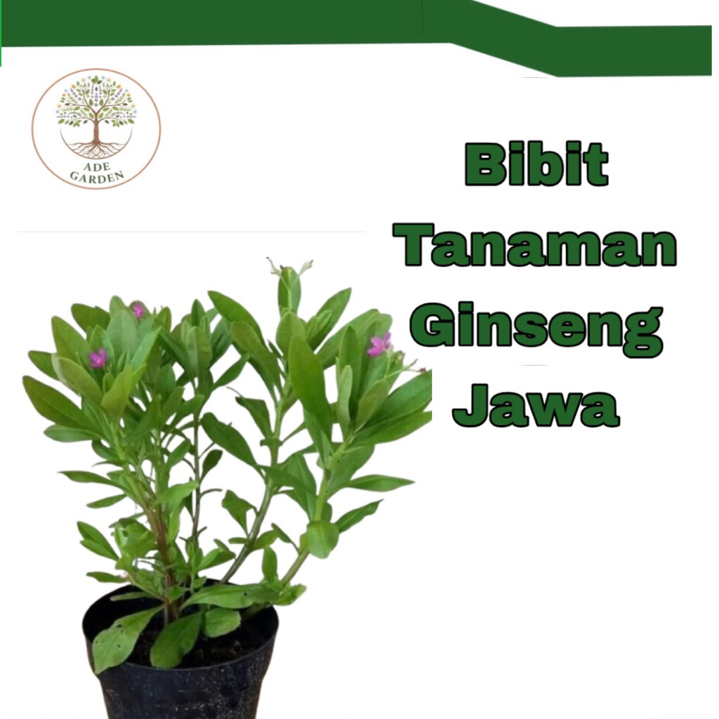 Pohon Ginseng Jawa Bibit Ginseng Jawa Tanaman Herbal