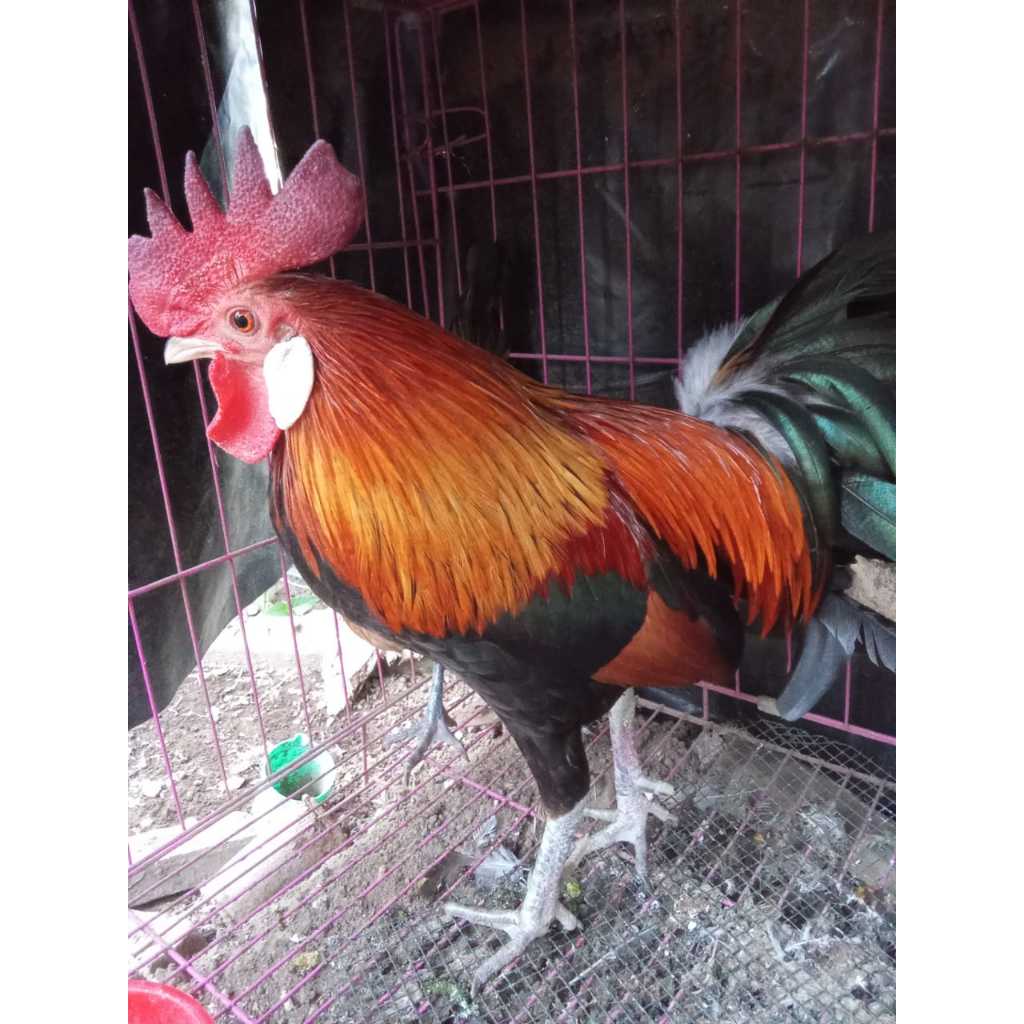 TELUR AYAM HUTAN MERAH SUMATERA ORI– INDUKAN LIAR HASIL PIKAT/JERAT – TELUR FRESH SIAP TETAS